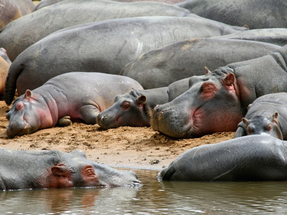 Les hippopotames en Tanzanie