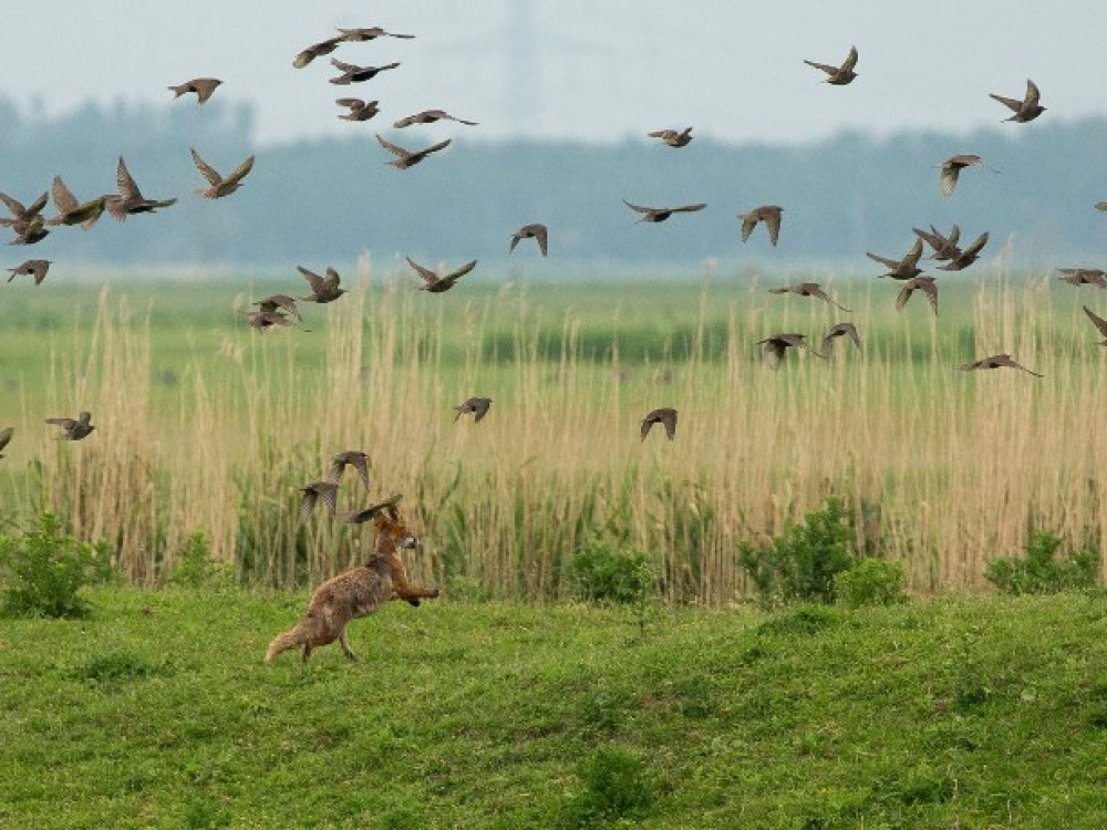 Réserve naturelle de Oostvaardersplassen