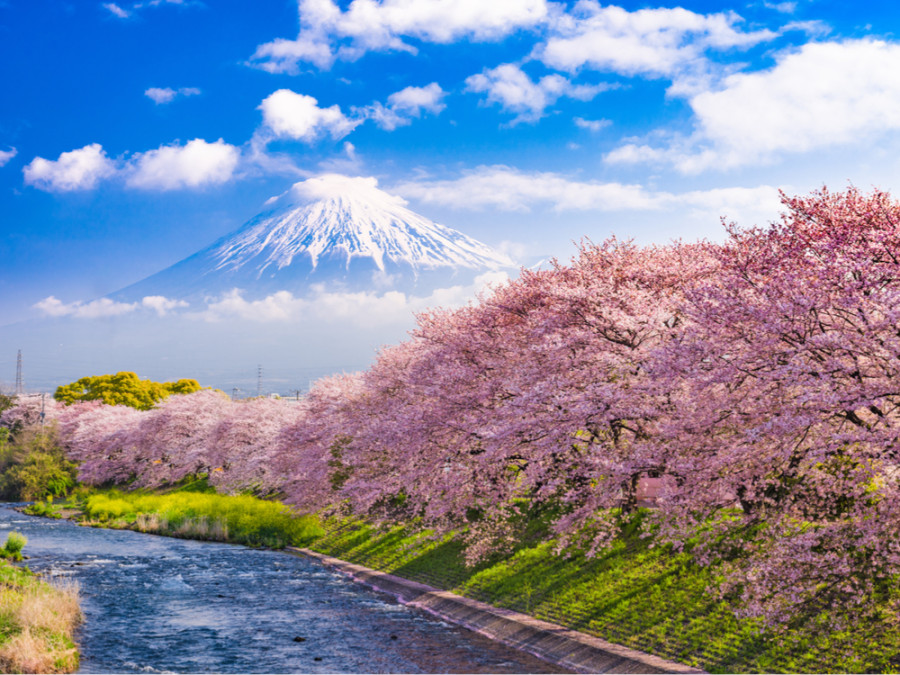 Cérisiers au Japon et le Mont Fuji Cérisiers au Japon et le Mont Fuji