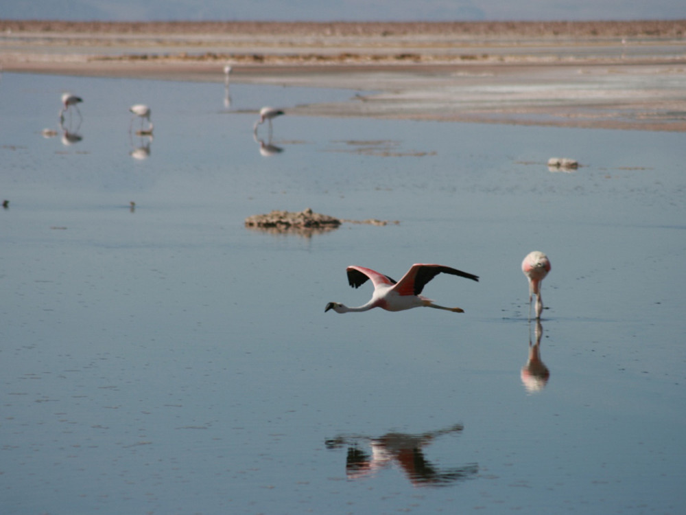 Salar d'Atacama