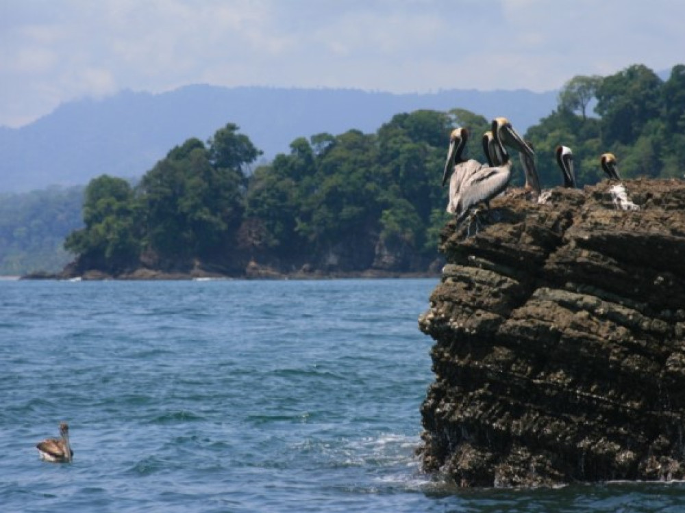 Pélicans près de Dominical