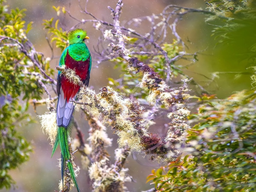 Les plus beaux oiseaux du Panama Les plus beaux oiseaux du Panama