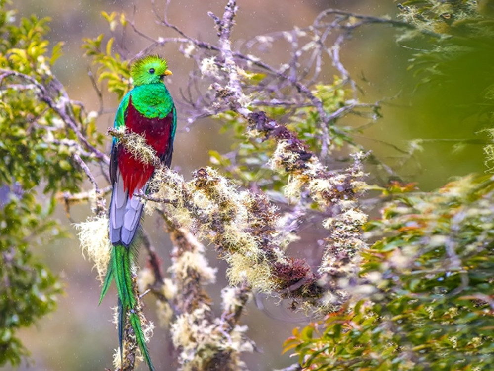 Quetzal, Costa Rica