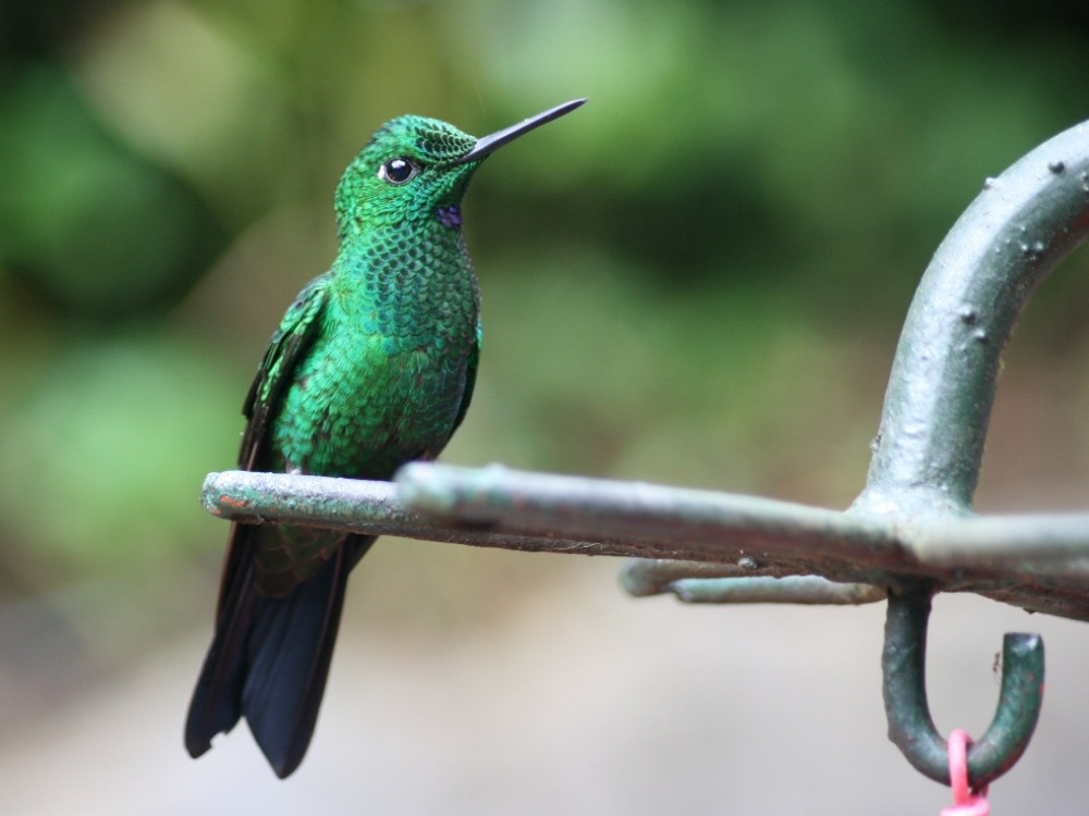 Colibri