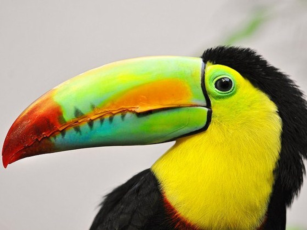 Nature Costa Rica