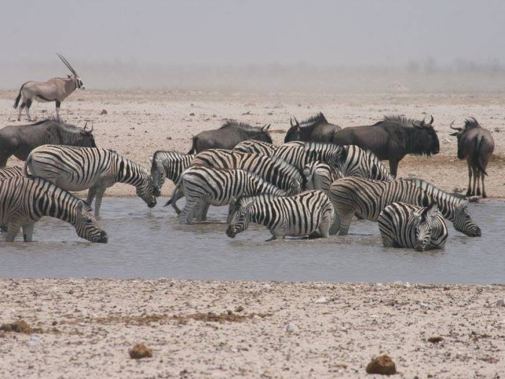 Parc national Etosha en Namibie