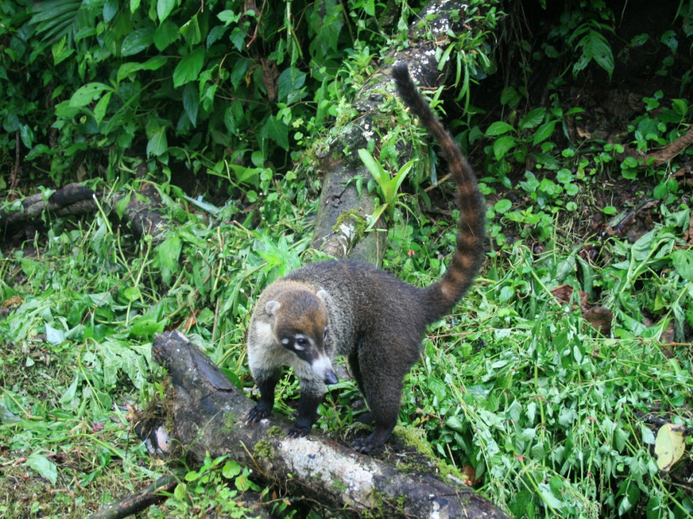 Raton laveur