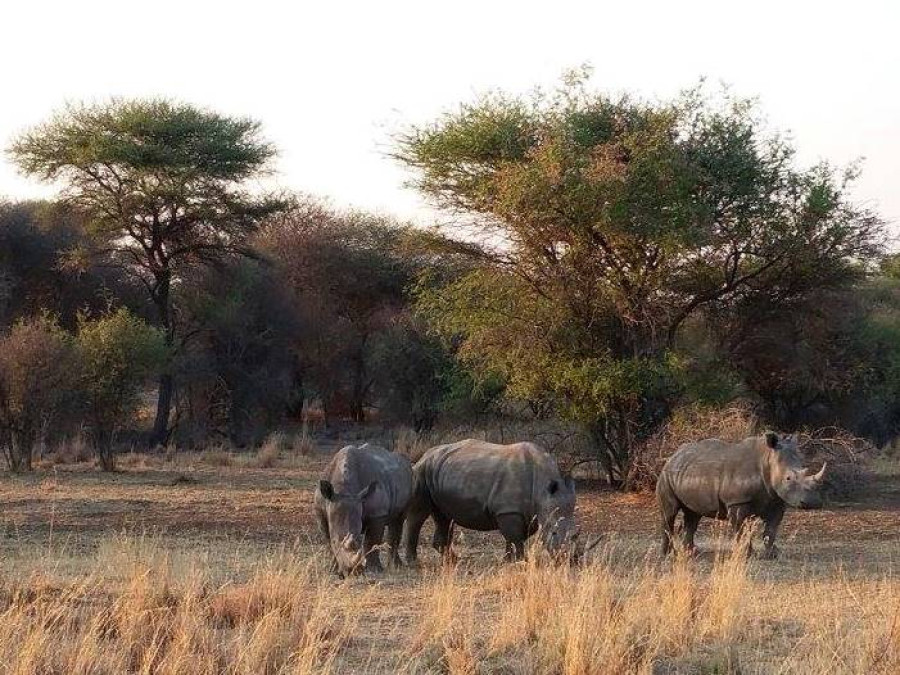 Rhinocéros de Namibie