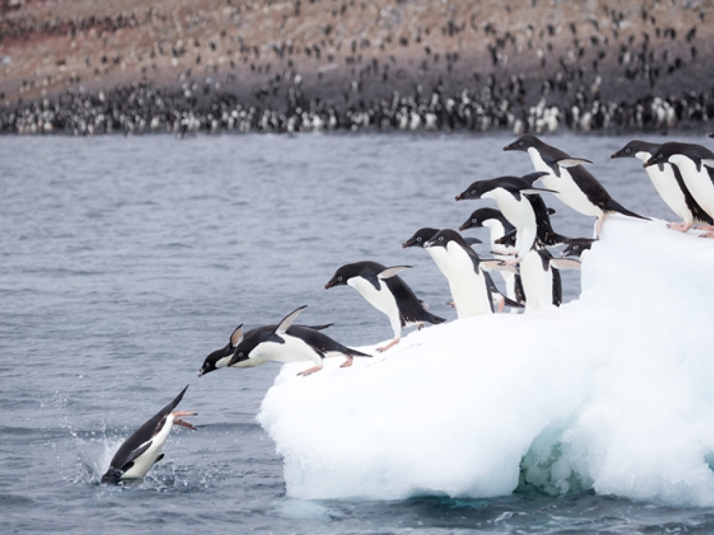 Pinguoins en Antarctique