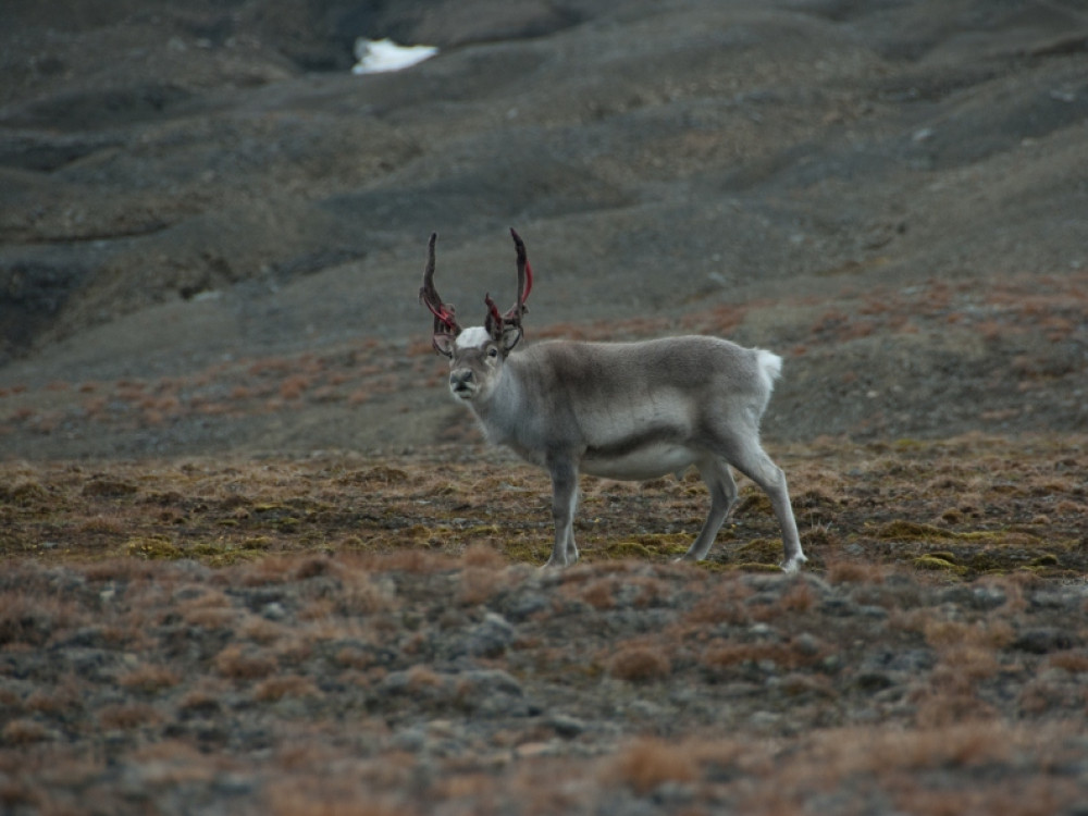 Animal sauvage