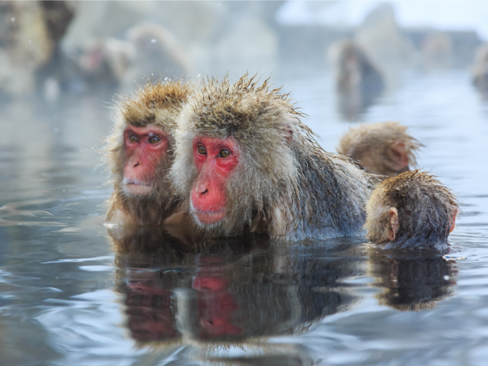 Singes se baignant