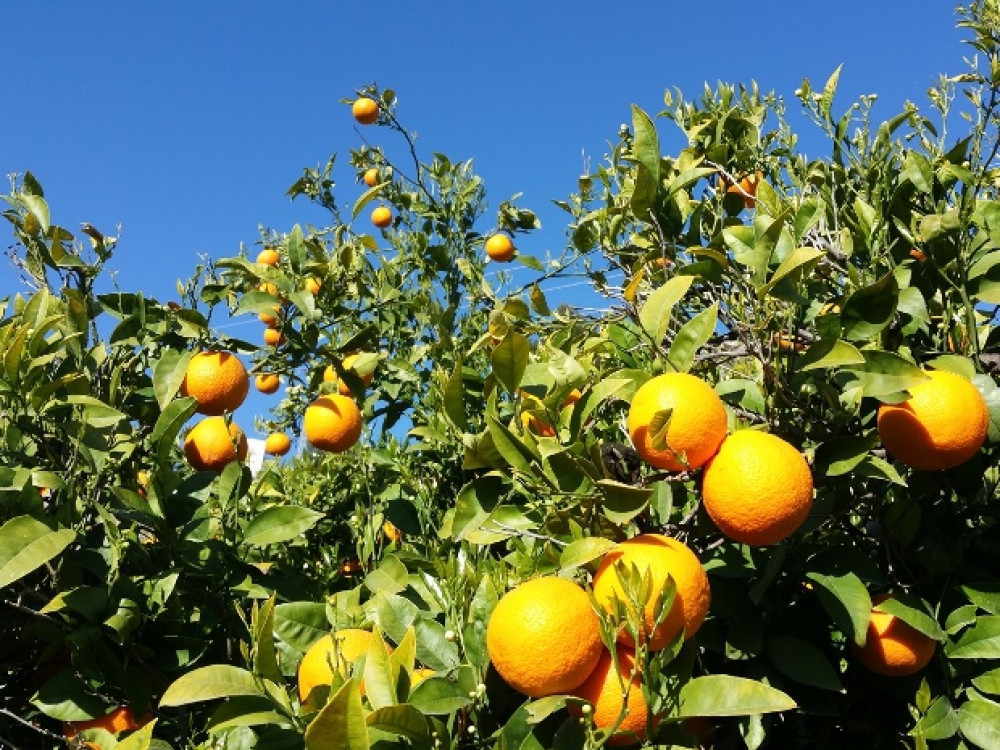 Les oranges