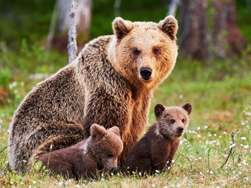 Ours en Finlande