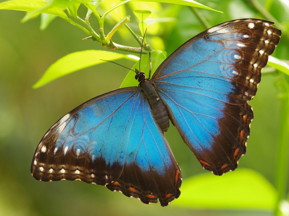 Morpho bleu, Costa Rica