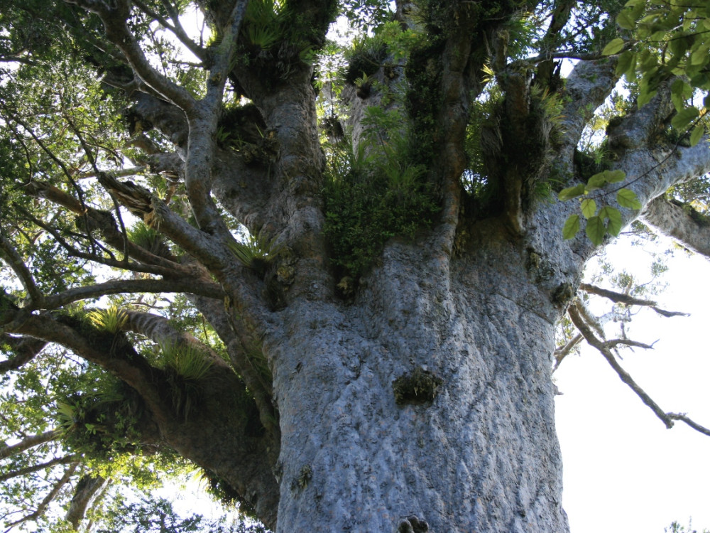Cime d'un arbre kauri