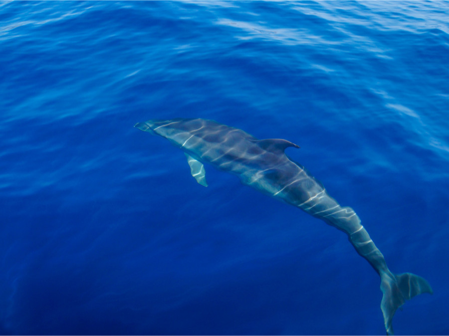 Dauphin Dauphin