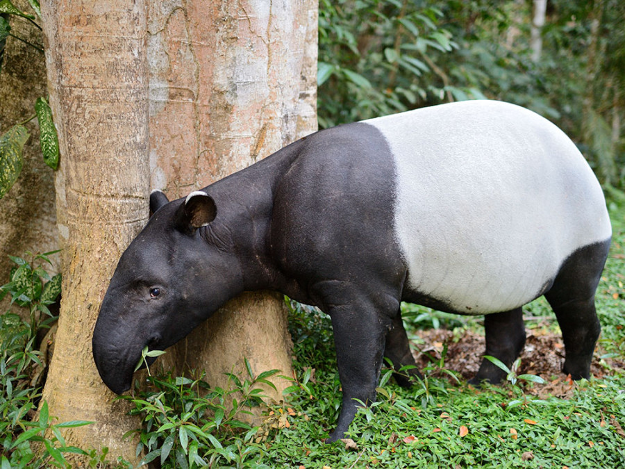 Espèces de tapirs