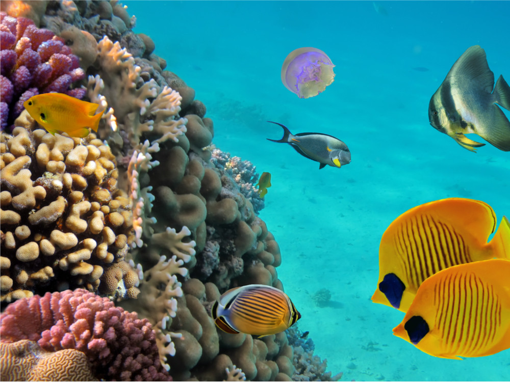Coraux et poissons près de la Martinique