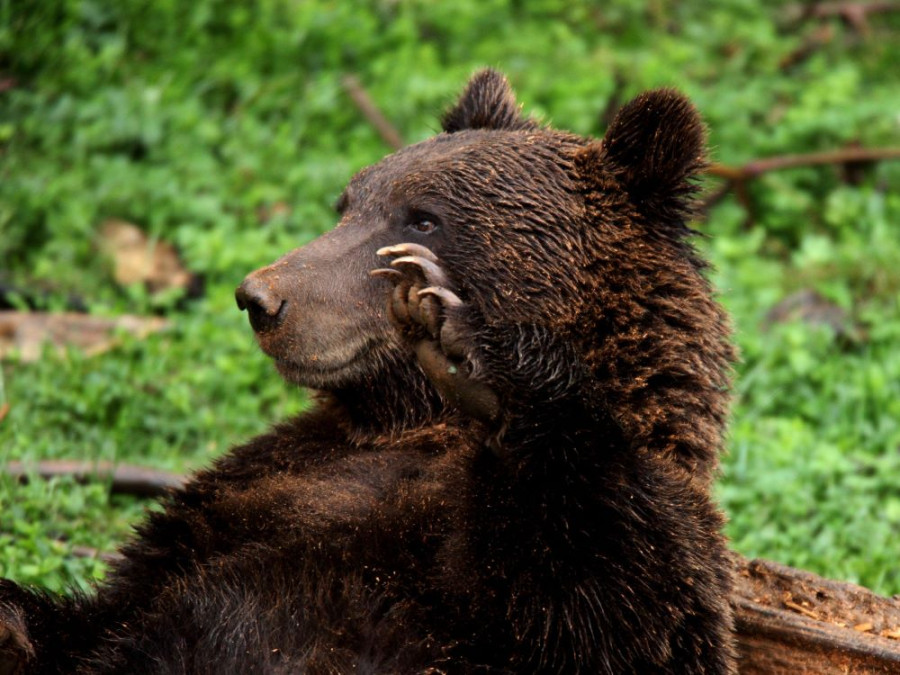 Ours en Croatie