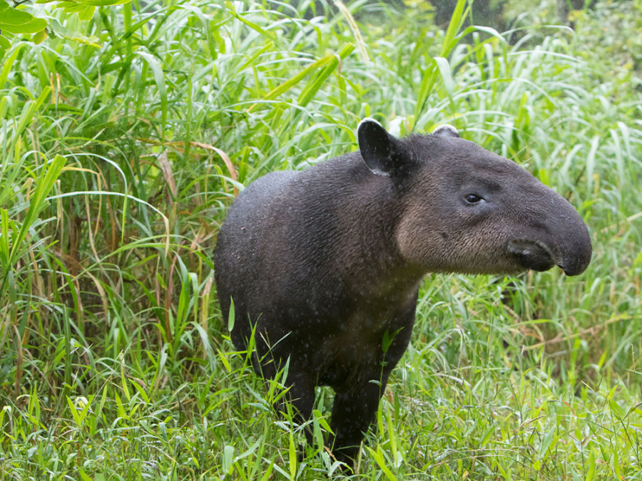 Tapir d'Amérique centrale