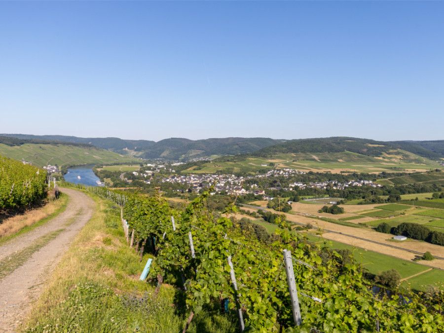 Randonnée au milieux des vignes Randonnée au milieux des vignes