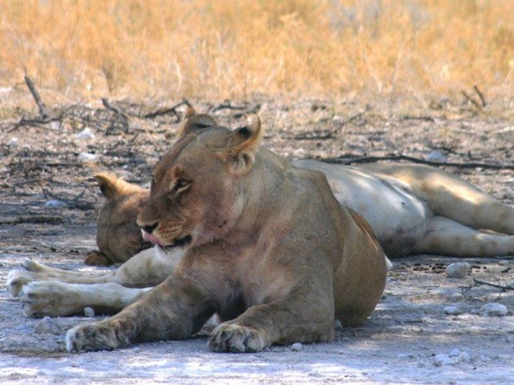 Lionnes de Namibie