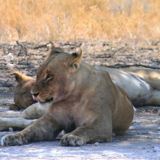 Image pour Animaux en Namibie