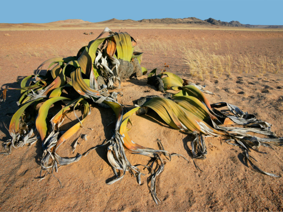 Welwitschia mirabillis