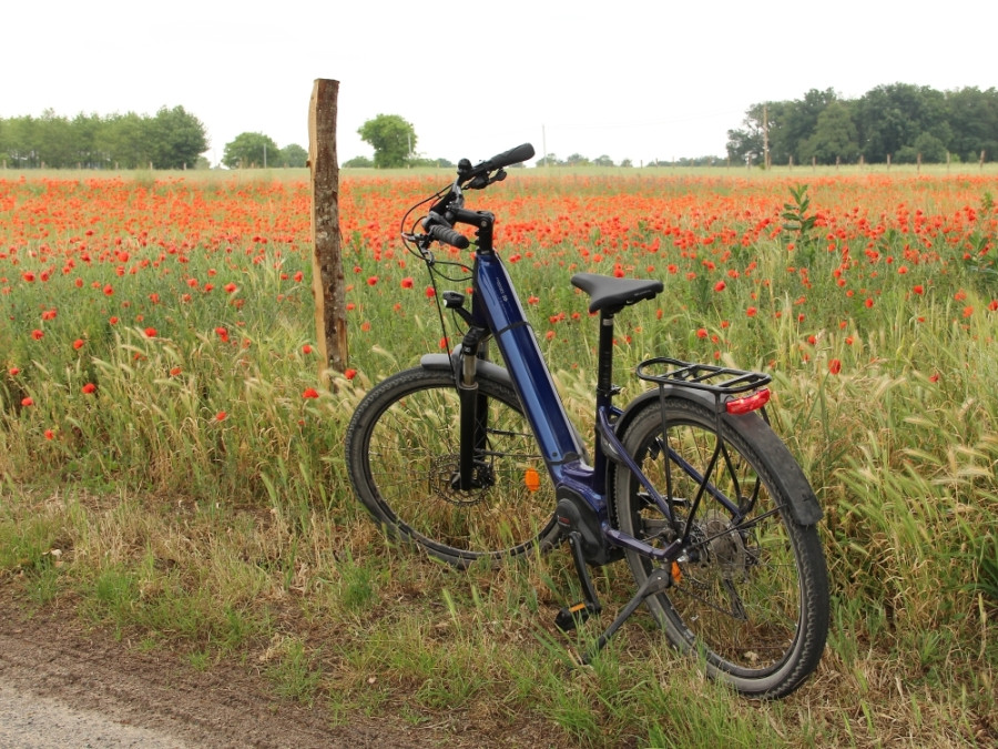Faire du vélo le long de champs couverts de coquelicots