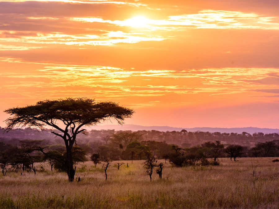 Nature au Kenya Nature au Kenya