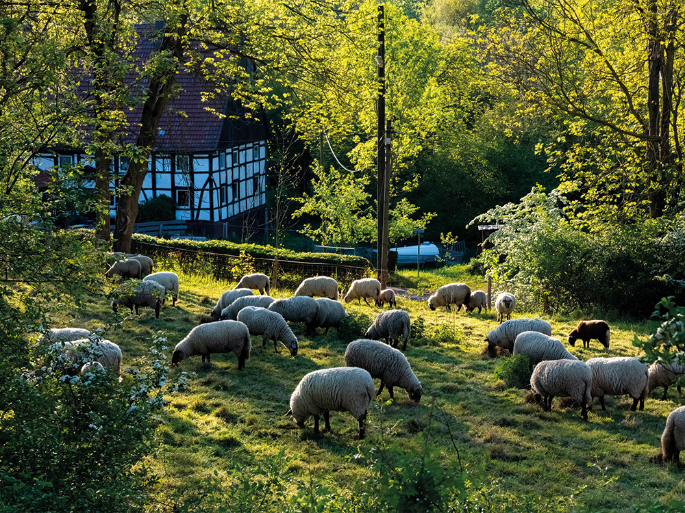 Le Sauerland est magnifique