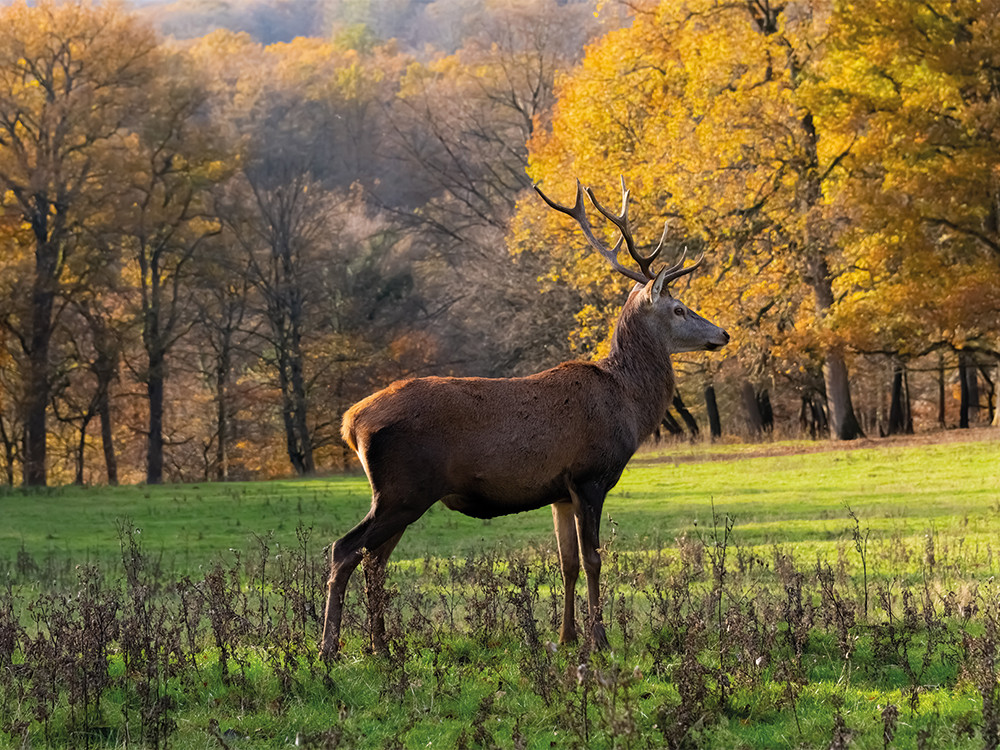 Cerf élaphe dans les forêts de la Sûre