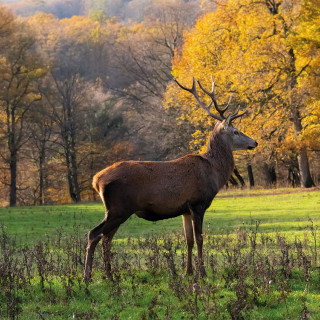 Image pour Sauerland
