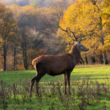 Image pour Sauerland
