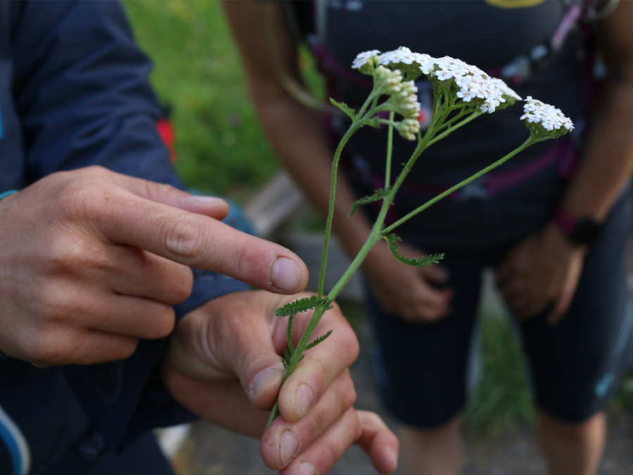 Flore à Morzine