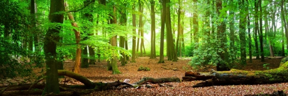 Top foto voor La nature en France et au Benelux