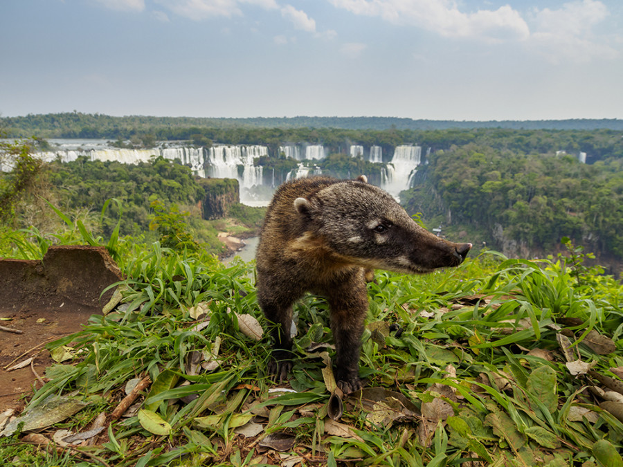 La faune des chutes d'Iguazu La faune des chutes d'Iguazu