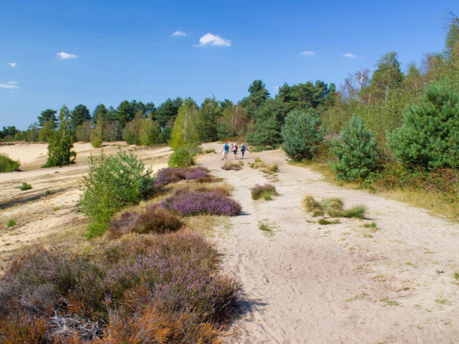 Dunes mouvantes