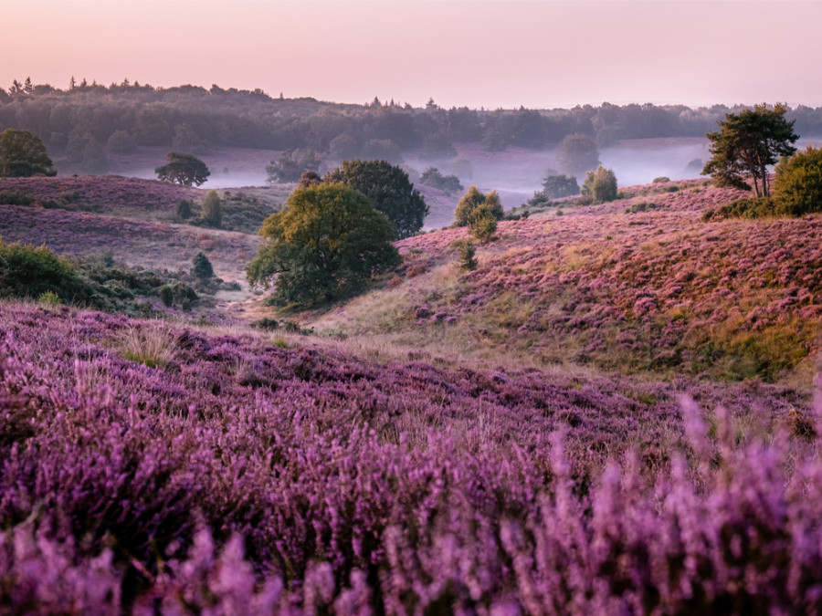 Bruyère violette dans la Veluwe