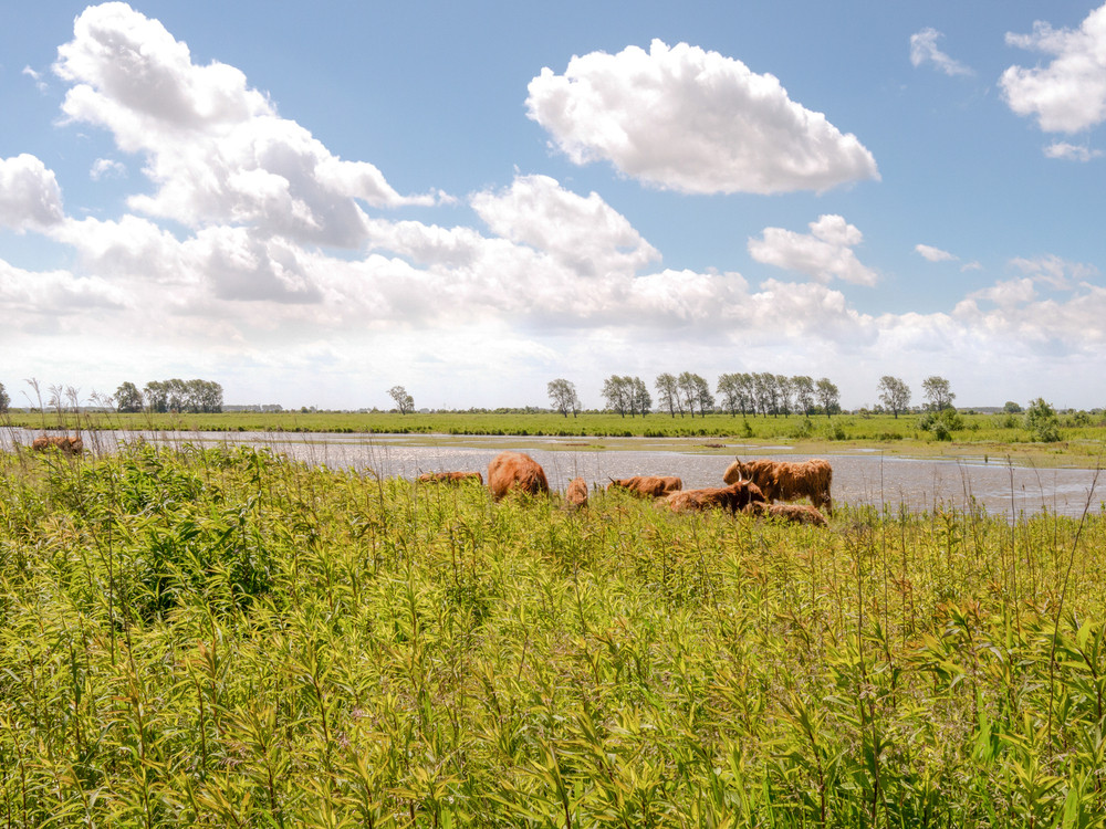 Zone naturelle aux Pays-Bas