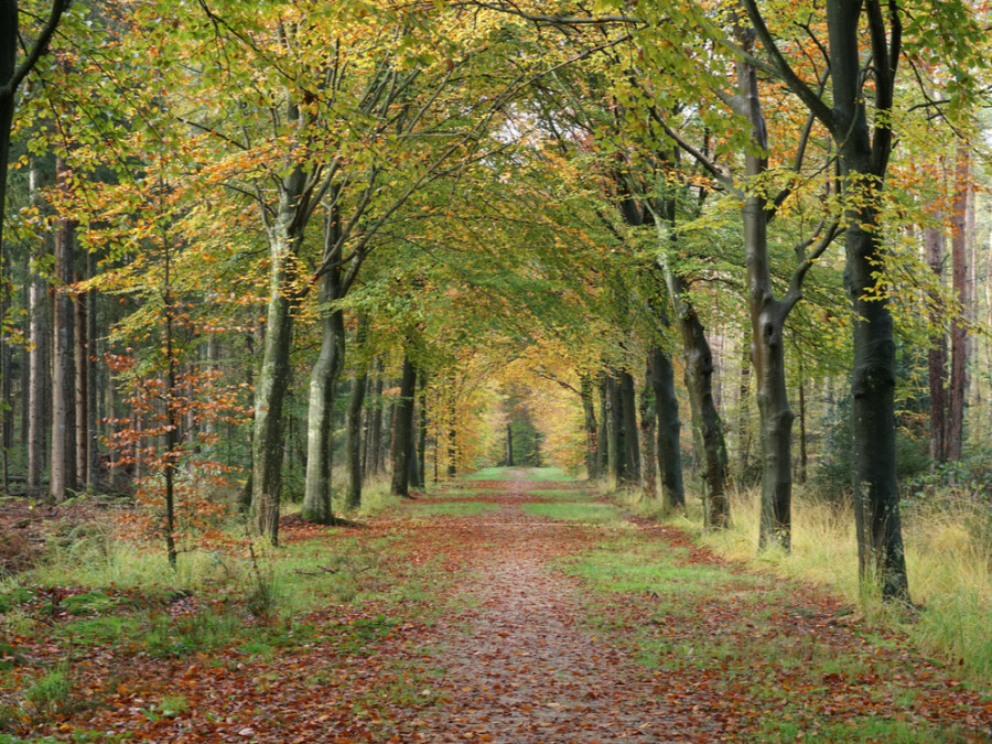 Forêt  dans le Utrechtse Heuvelrug