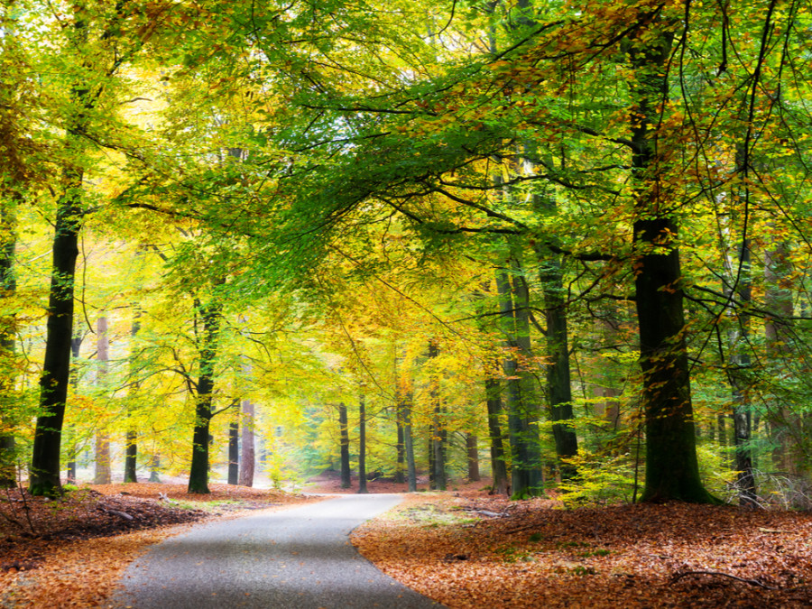 Forêts aux pays-bas
