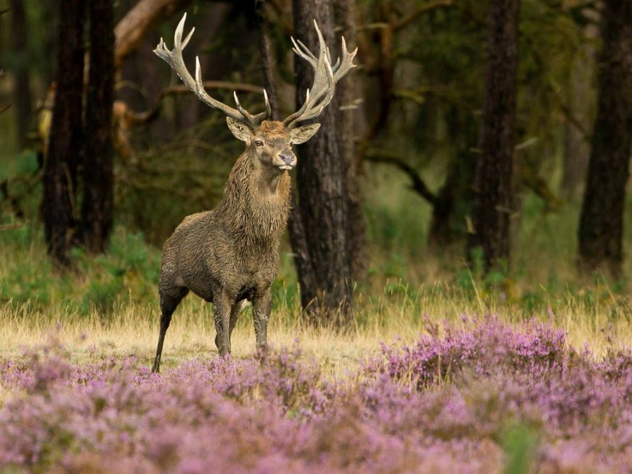 Parc de la Veluwe