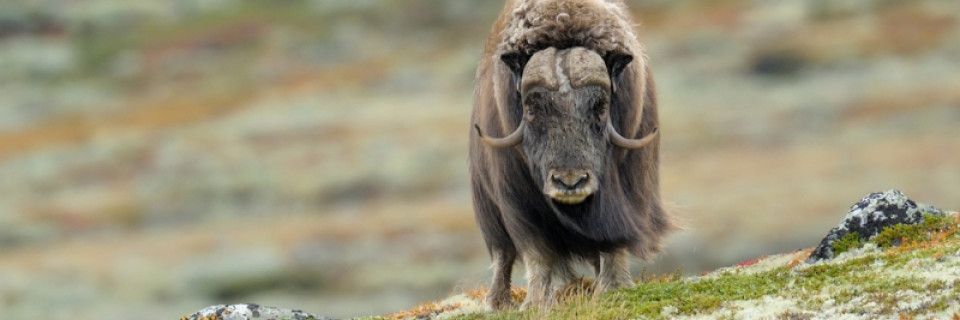 Top foto voor Top 10 de la nature en Europe