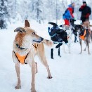 Image pour Nordic - Pays des merveilles en hiver