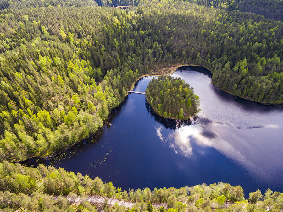 Forêts finlandaises