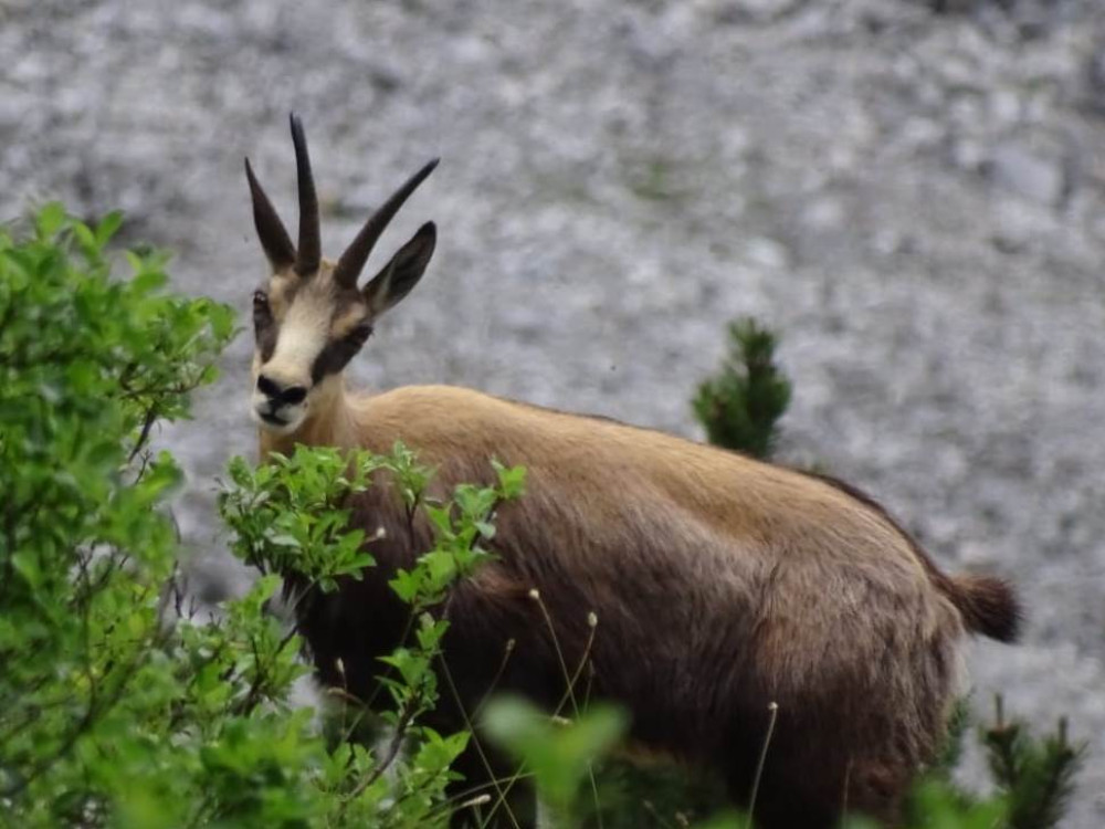 Chamois