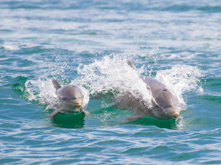 Dauphins au Panama Dauphins au Panama