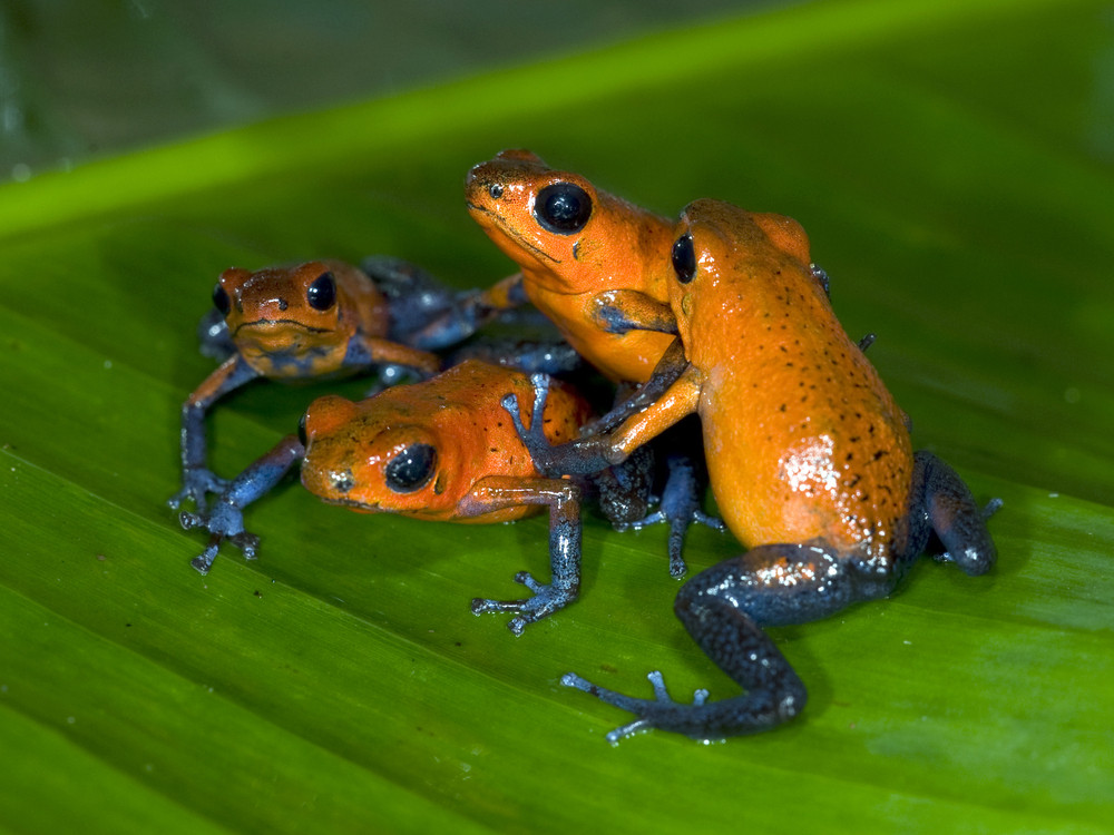 Grenouilles du Panama