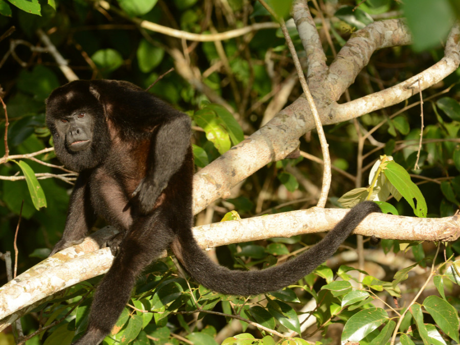 Faune dans la jungle au Panama Faune dans la jungle au Panama
